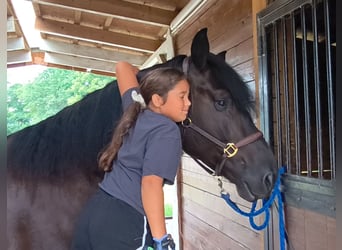 Schweres Warmblut Mix, Wallach, 5 Jahre, 164 cm, Rappe