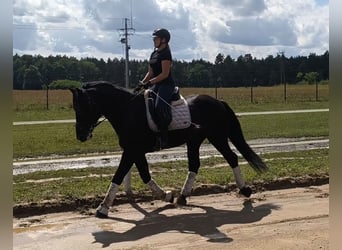 Schweres Warmblut Mix, Wallach, 5 Jahre, 164 cm, Rappe