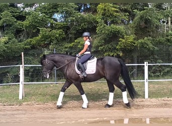 Schweres Warmblut Mix, Wallach, 5 Jahre, 164 cm, Rappe