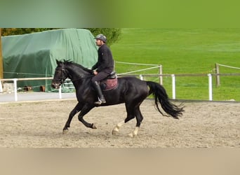 Schweres Warmblut, Wallach, 5 Jahre, 164 cm, Schwarzbrauner