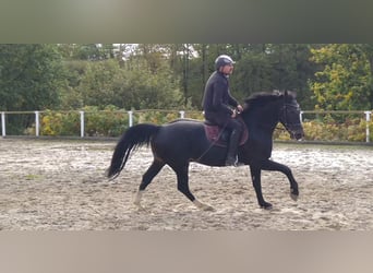 Schweres Warmblut, Wallach, 5 Jahre, 164 cm, Schwarzbrauner