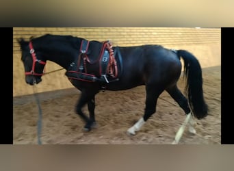 Schweres Warmblut, Wallach, 5 Jahre, 164 cm, Schwarzbrauner