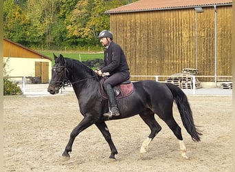 Schweres Warmblut, Wallach, 5 Jahre, 164 cm, Schwarzbrauner