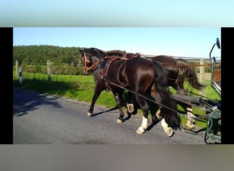 Schweres Warmblut, Wallach, 5 Jahre, 164 cm, Schwarzbrauner