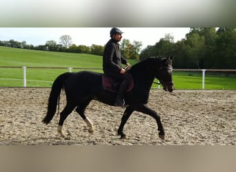 Schweres Warmblut, Wallach, 5 Jahre, 164 cm, Schwarzbrauner