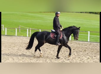 Schweres Warmblut, Wallach, 5 Jahre, 164 cm, Schwarzbrauner