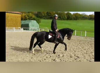 Schweres Warmblut, Wallach, 5 Jahre, 164 cm, Schwarzbrauner