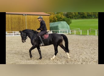 Schweres Warmblut, Wallach, 5 Jahre, 164 cm, Schwarzbrauner