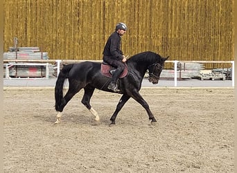 Schweres Warmblut, Wallach, 5 Jahre, 164 cm, Schwarzbrauner