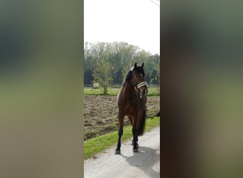 Schweres Warmblut Mix, Wallach, 5 Jahre, 165 cm, Brauner