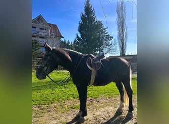 Schweres Warmblut, Wallach, 5 Jahre, 166 cm, Rappschimmel