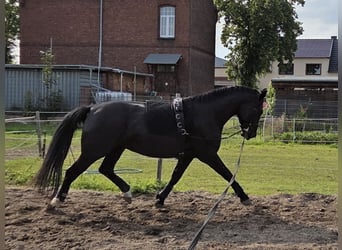 Schweres Warmblut, Wallach, 5 Jahre, 168 cm, Rappe