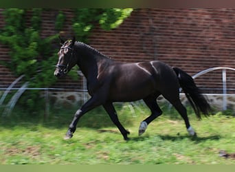 Schweres Warmblut, Wallach, 5 Jahre, 168 cm, Rappe