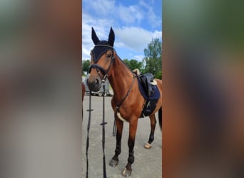 Schweres Warmblut, Wallach, 5 Jahre, 172 cm, Fuchs
