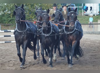 Schweres Warmblut, Wallach, 5 Jahre