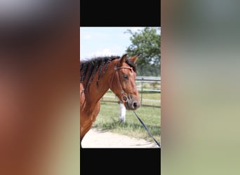 Schweres Warmblut, Wallach, 6 Jahre, 155 cm, Brauner