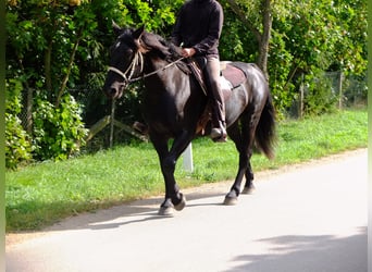 Schweres Warmblut, Wallach, 6 Jahre, 160 cm, Rappe