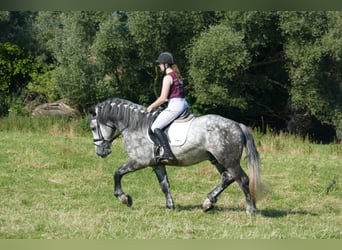 Schweres Warmblut, Wallach, 6 Jahre, 162 cm, Schimmel