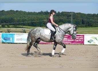 Schweres Warmblut, Wallach, 6 Jahre, 162 cm, Schimmel