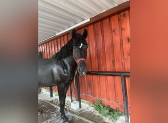 Schweres Warmblut Mix, Wallach, 6 Jahre, 164 cm, Rappe