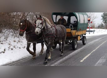 Schweres Warmblut, Wallach, 6 Jahre, 165 cm, Apfelschimmel