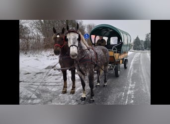 Schweres Warmblut, Wallach, 6 Jahre, 165 cm, Apfelschimmel