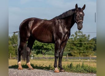 Schweres Warmblut, Wallach, 6 Jahre, 165 cm, Rappe