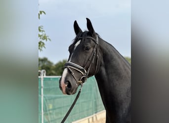Schweres Warmblut, Wallach, 6 Jahre, 166 cm, Rappe
