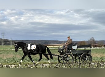 Schweres Warmblut, Wallach, 6 Jahre, 166 cm, Rappe