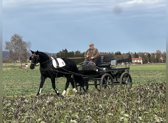 Schweres Warmblut, Wallach, 6 Jahre, 166 cm, Rappe