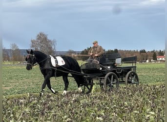 Schweres Warmblut, Wallach, 6 Jahre, 166 cm, Rappe