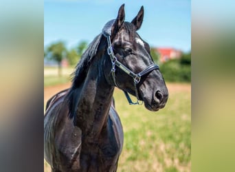 Schweres Warmblut, Wallach, 6 Jahre, 170 cm, Rappe