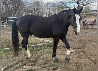 Schweres Warmblut, Wallach, 6 Jahre, 176 cm, Rappe