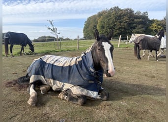 Schweres Warmblut, Wallach, 6 Jahre, 176 cm, Rappe