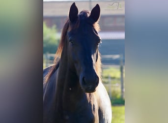 Schweres Warmblut, Wallach, 6 Jahre, 176 cm, Rappe