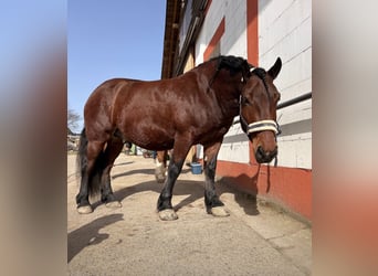 Schweres Warmblut Mix, Wallach, 7 Jahre, 153 cm, Brauner
