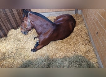 Schweres Warmblut, Wallach, 7 Jahre, 160 cm, Brauner