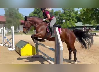 Schweres Warmblut, Wallach, 7 Jahre, 160 cm, Brauner