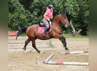Schweres Warmblut, Wallach, 7 Jahre, 160 cm, Brauner
