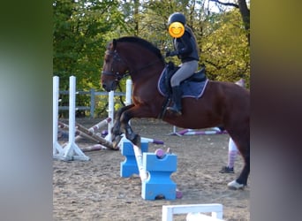 Schweres Warmblut, Wallach, 7 Jahre, 160 cm, Brauner