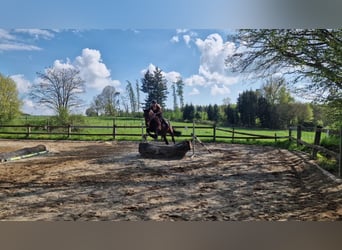 Schweres Warmblut, Wallach, 7 Jahre, 160 cm, Brauner