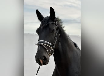 Schweres Warmblut, Wallach, 7 Jahre, 162 cm, Rappe