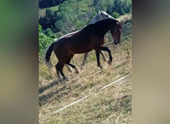 Schweres Warmblut, Wallach, 7 Jahre, 164 cm, Brauner