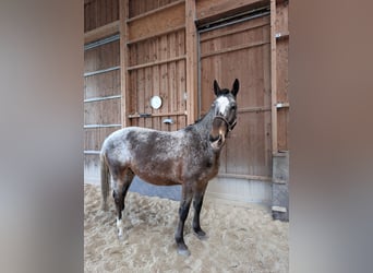 Schweres Warmblut, Wallach, 7 Jahre, 164 cm