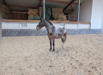 Schweres Warmblut, Wallach, 7 Jahre, 164 cm