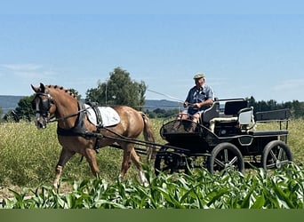 Schweres Warmblut, Wallach, 7 Jahre, 165 cm, Fuchs