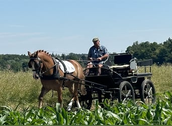 Schweres Warmblut, Wallach, 7 Jahre, 165 cm, Fuchs