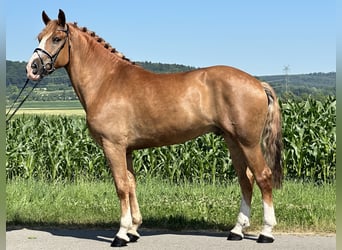 Schweres Warmblut, Wallach, 7 Jahre, 165 cm, Fuchs