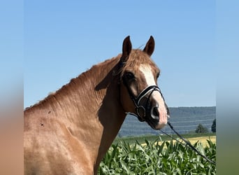 Schweres Warmblut, Wallach, 7 Jahre, 165 cm, Fuchs