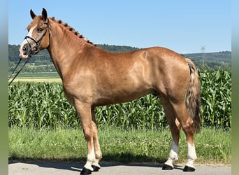 Schweres Warmblut, Wallach, 7 Jahre, 165 cm, Fuchs